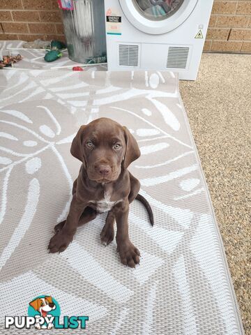 German Shorthaired Pointer x puppies