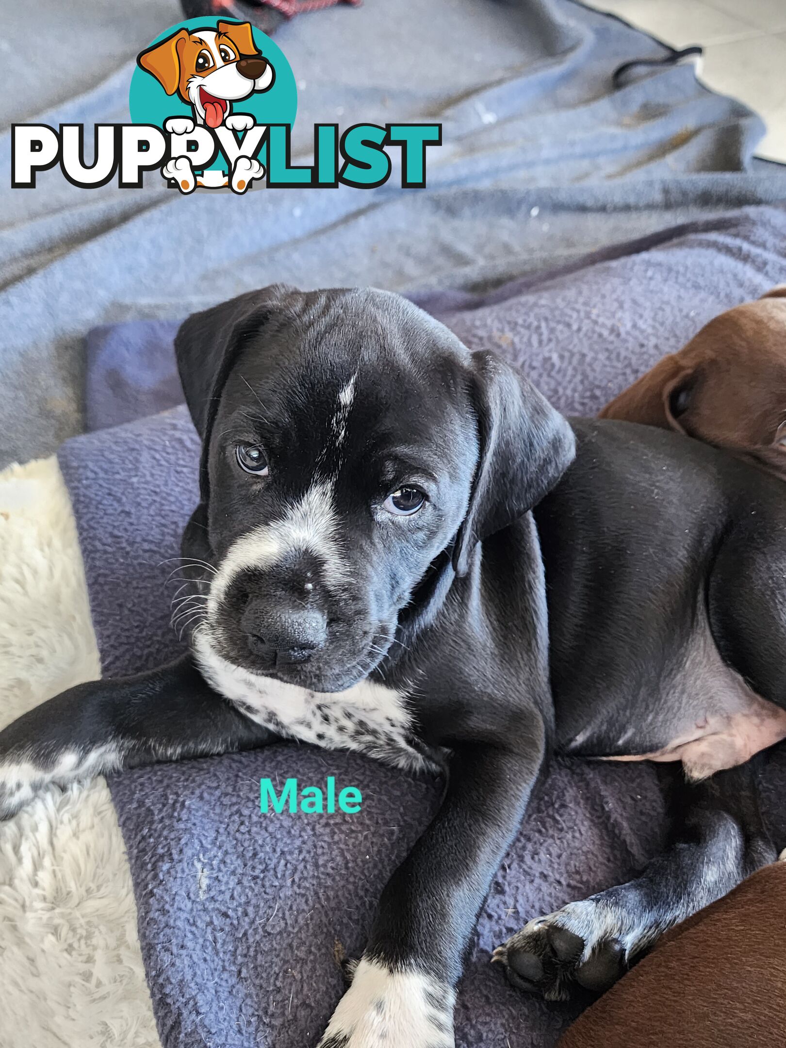 German Shorthaired Pointer x puppies