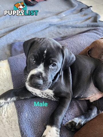 German Shorthaired Pointer x puppies