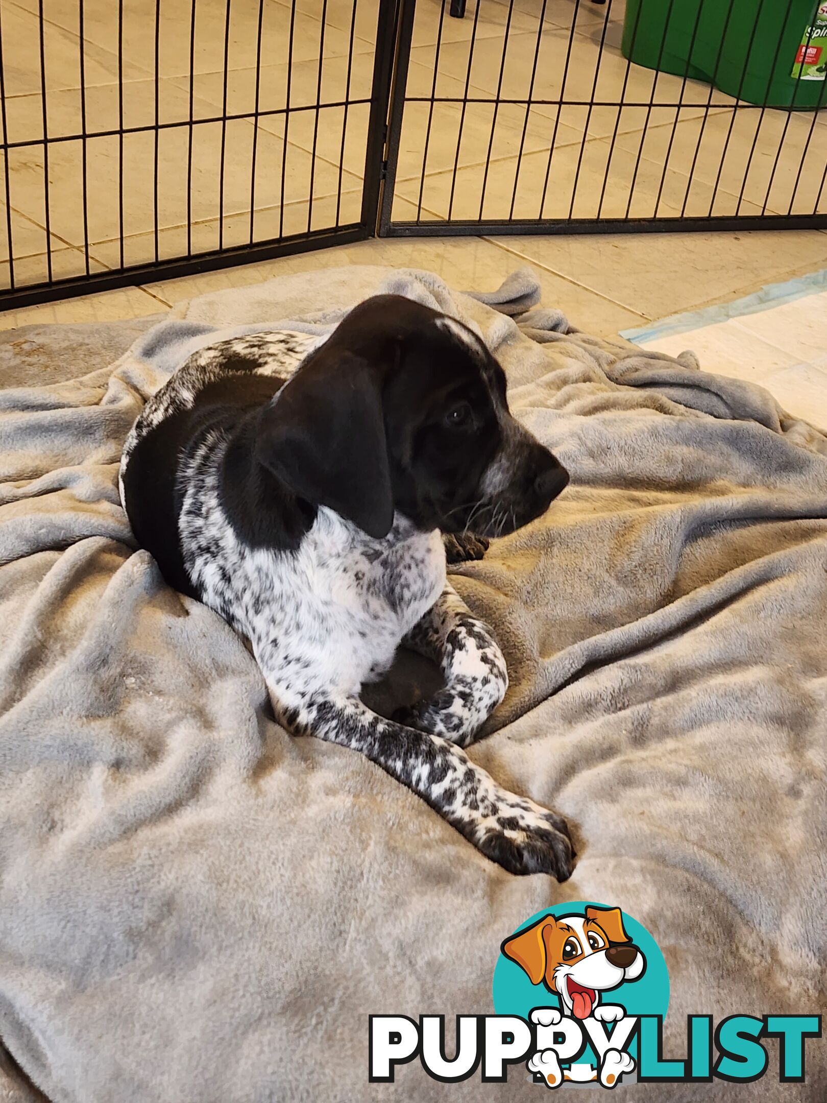 German Shorthaired Pointer x puppies