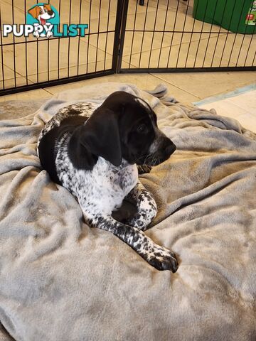 German Shorthaired Pointer x puppies