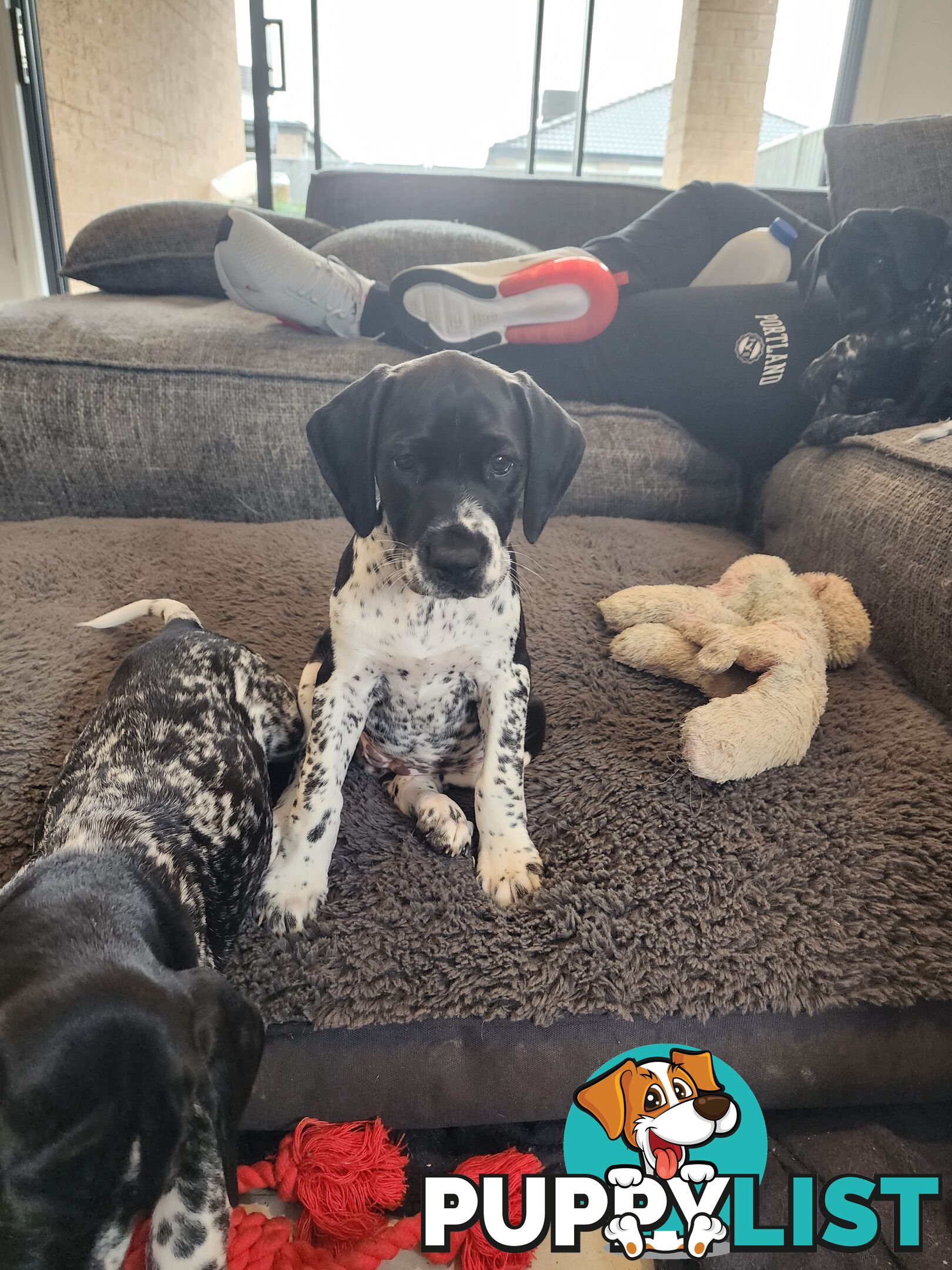 German Shorthaired Pointer x puppies