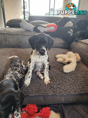 German Shorthaired Pointer x puppies