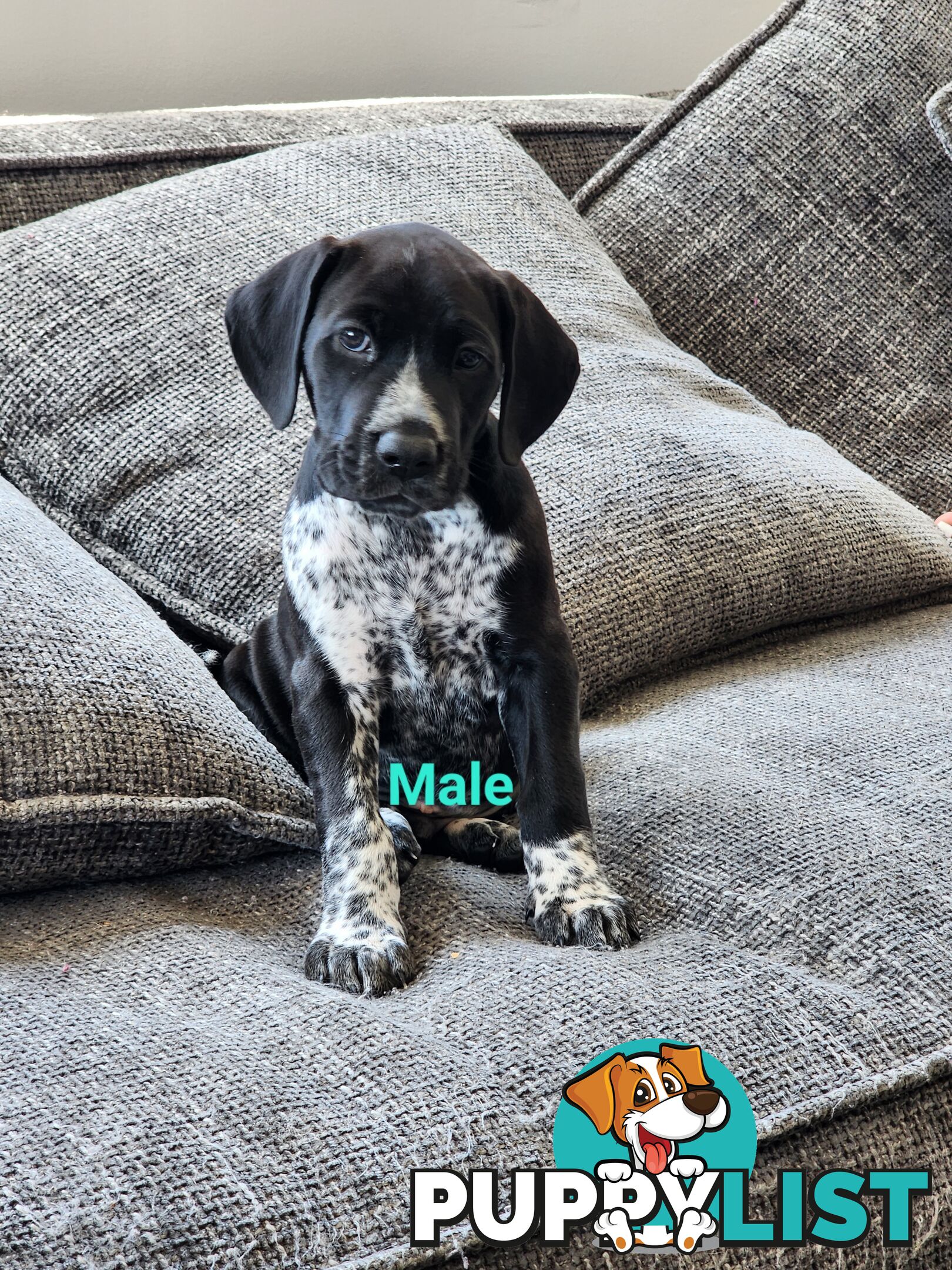 German Shorthaired Pointer x puppies