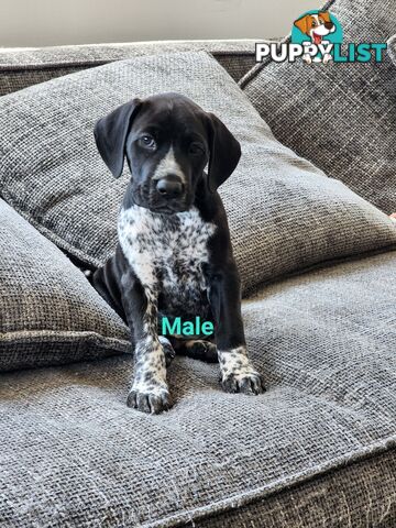 German Shorthaired Pointer x puppies