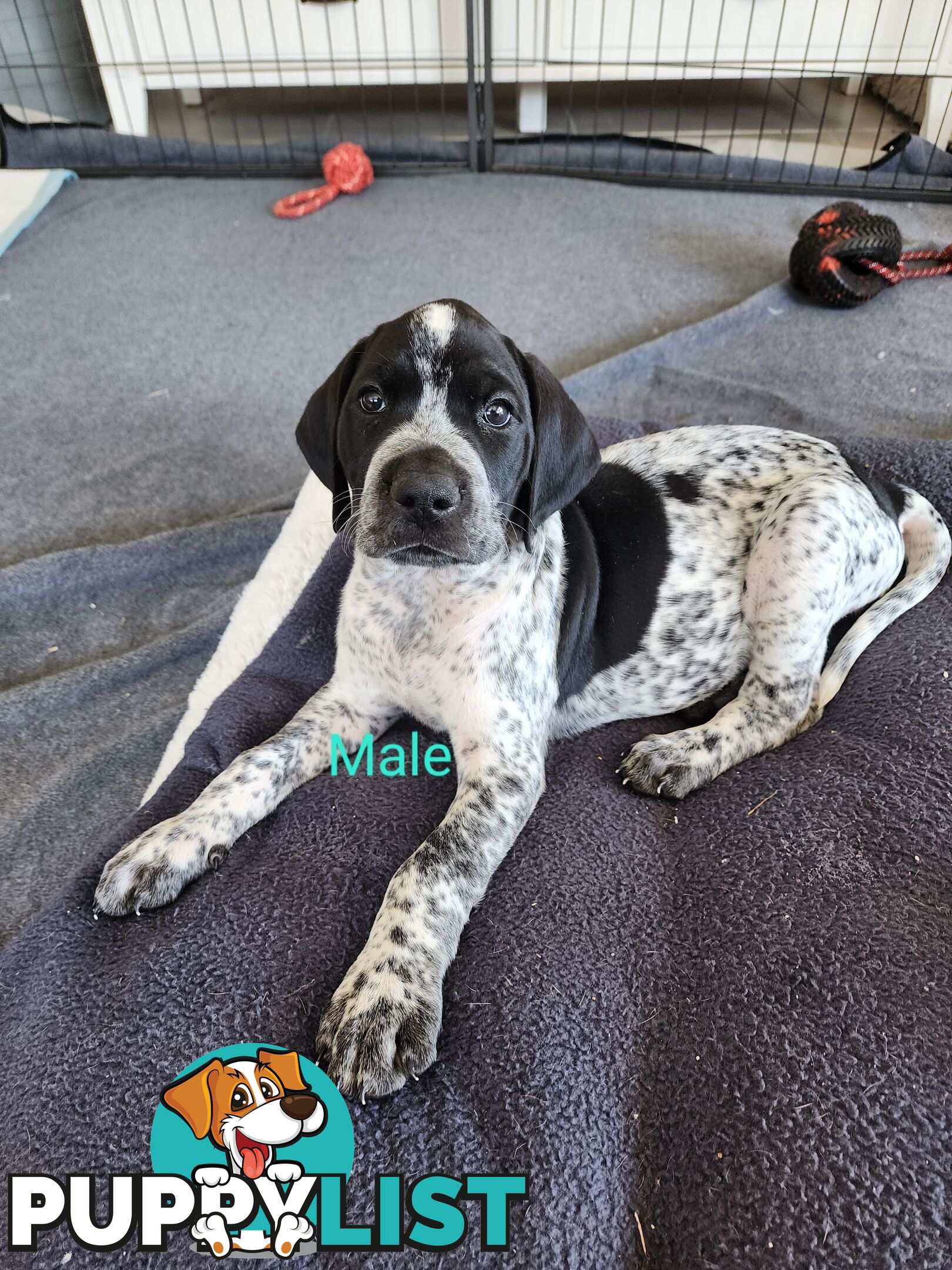 German Shorthaired Pointer x puppies