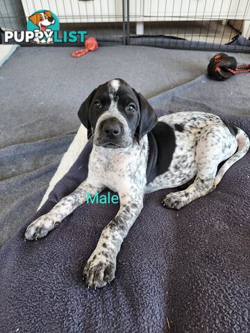 German Shorthaired Pointer x puppies