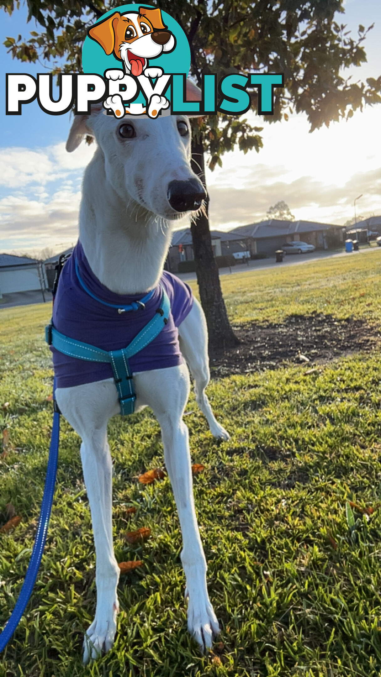 Reef the greyhound