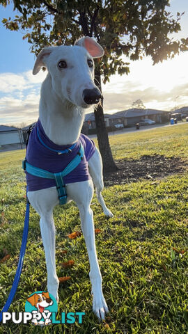 Reef the greyhound