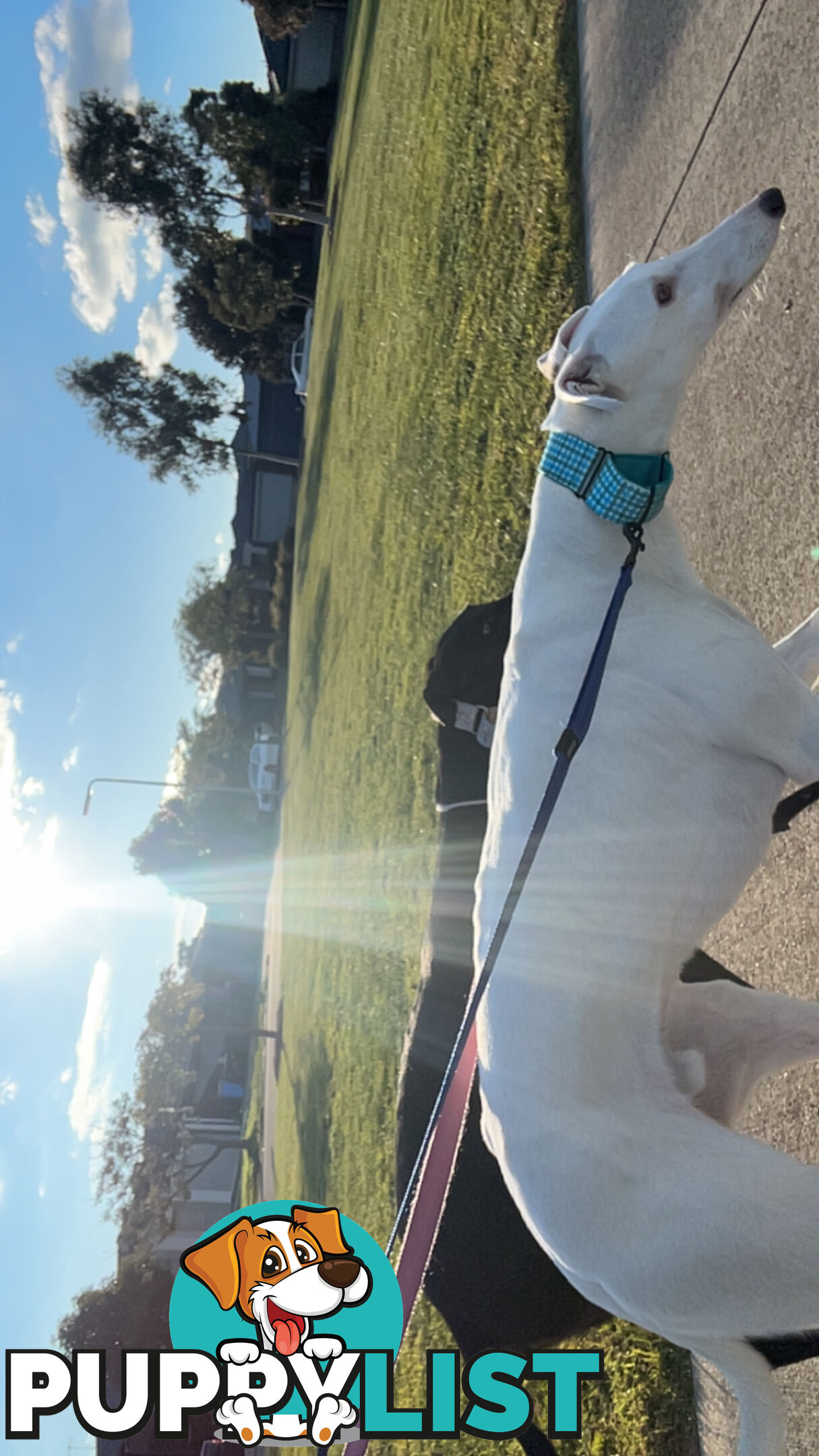 Reef the greyhound