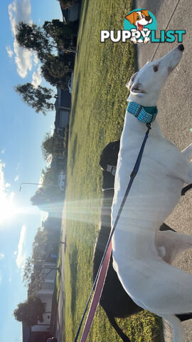 Reef the greyhound