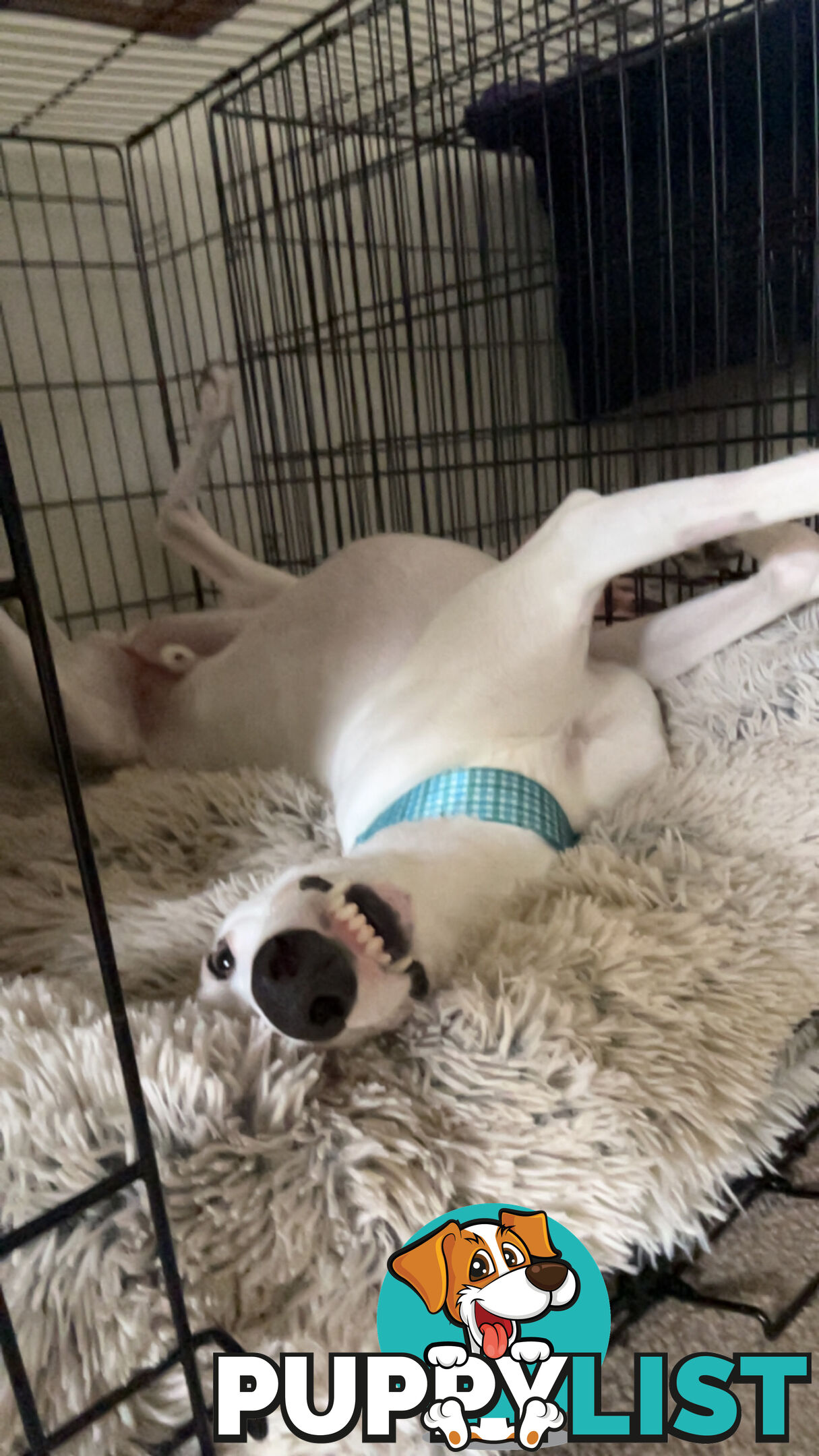 Reef the greyhound