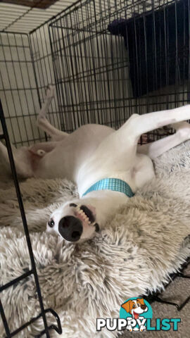 Reef the greyhound