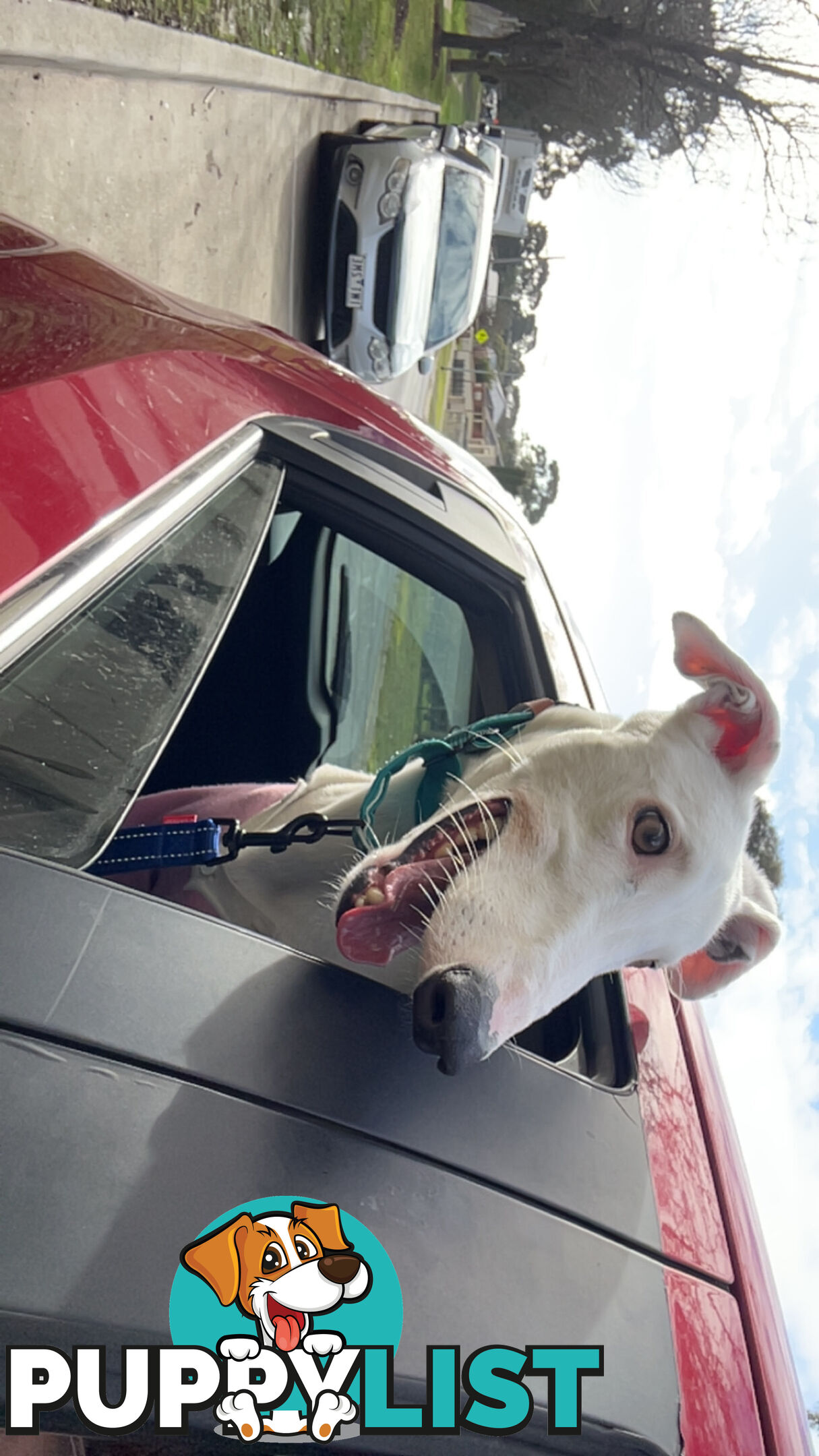 Reef the greyhound