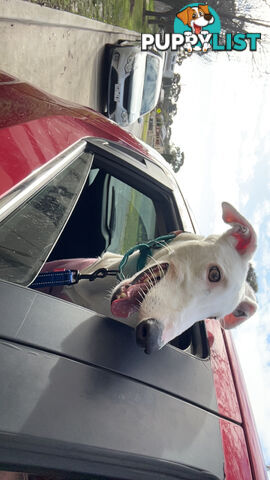 Reef the greyhound