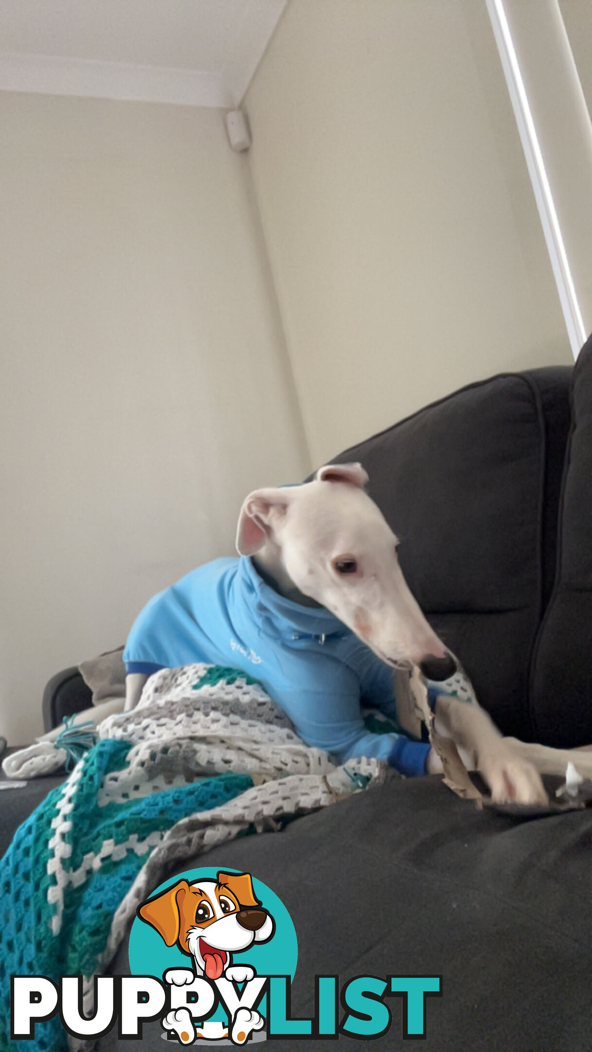 Reef the greyhound