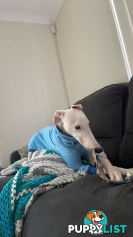 Reef the greyhound
