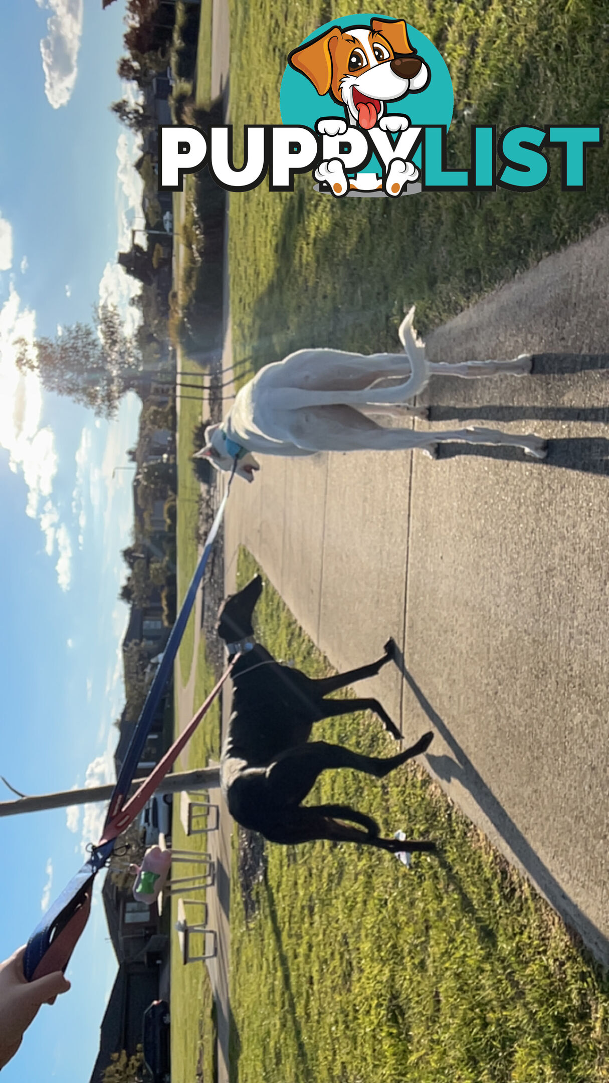 Reef the greyhound