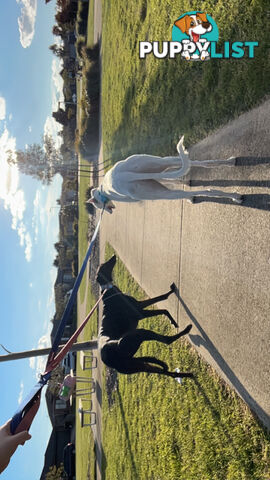 Reef the greyhound