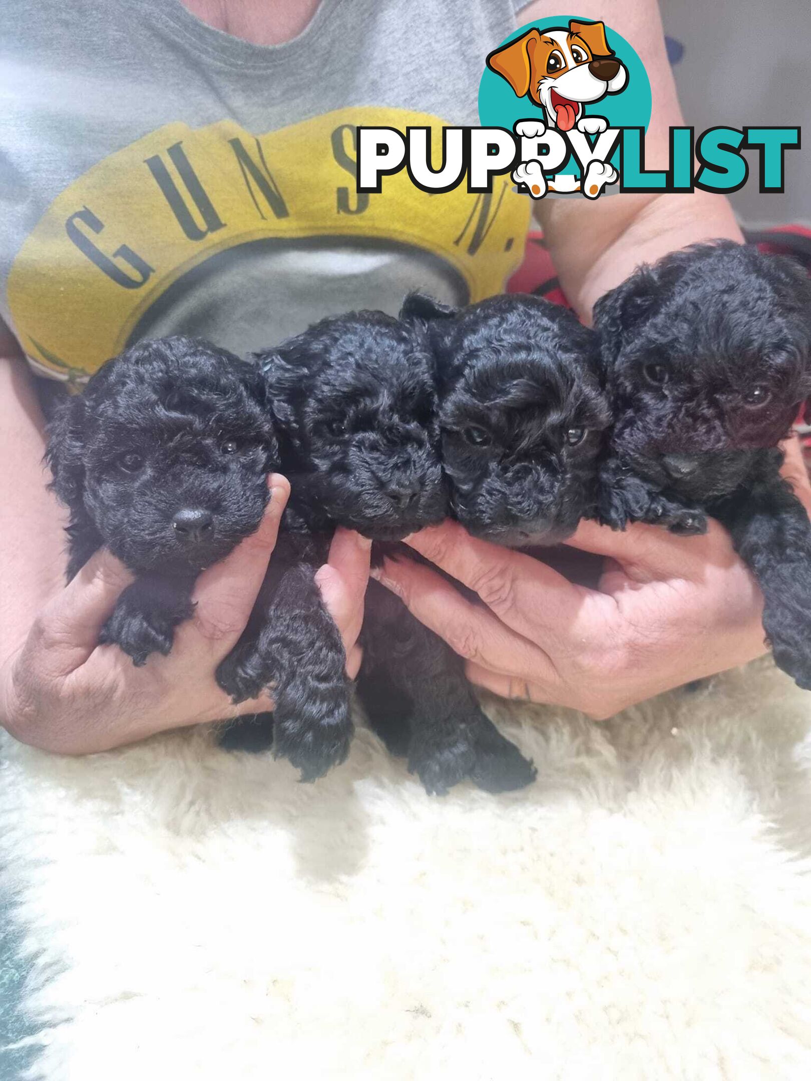 toy poodle puppies