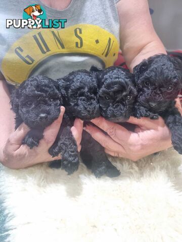 toy poodle puppies