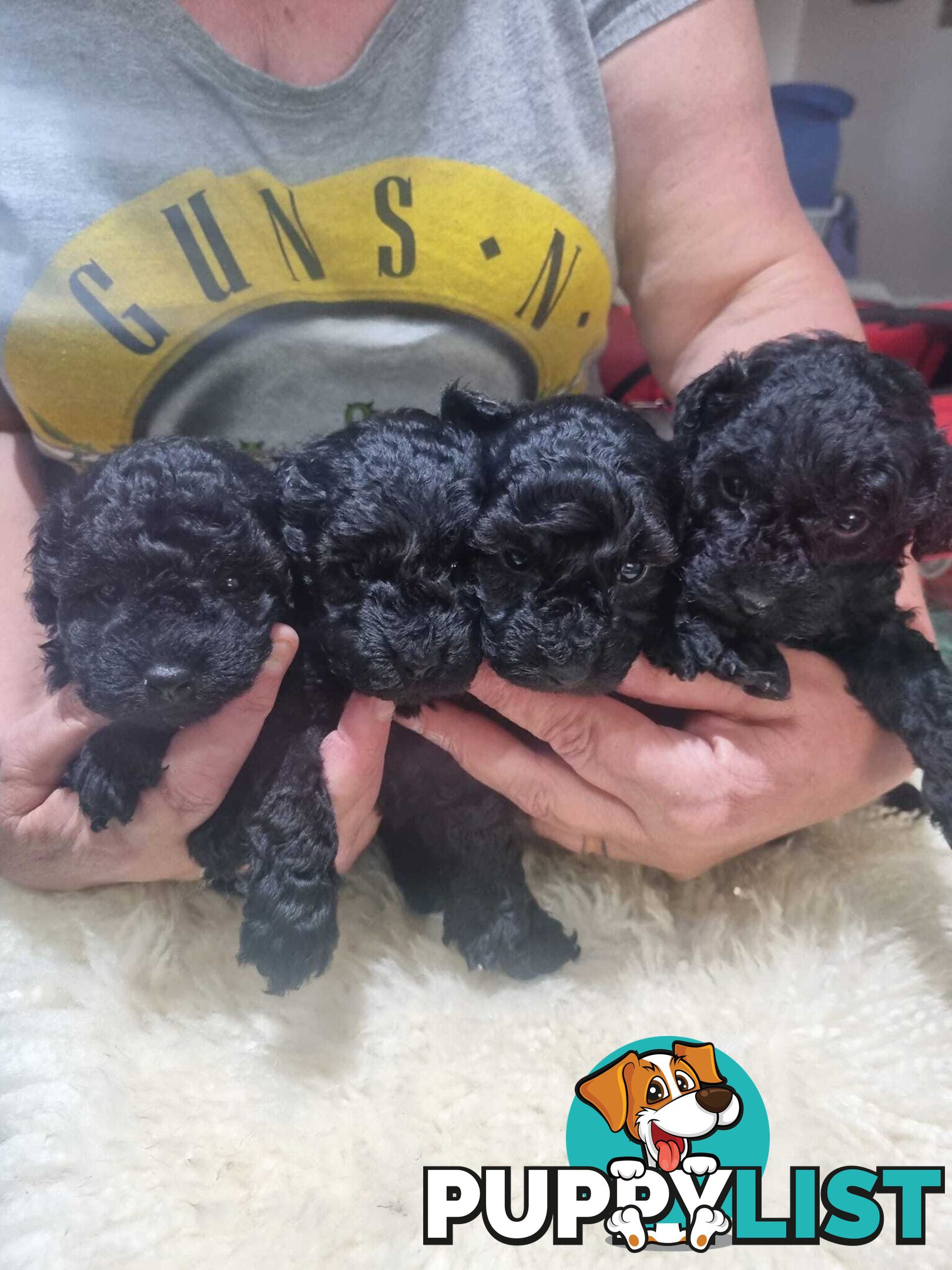 toy poodle puppies