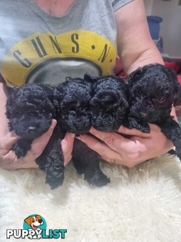 toy poodle puppies