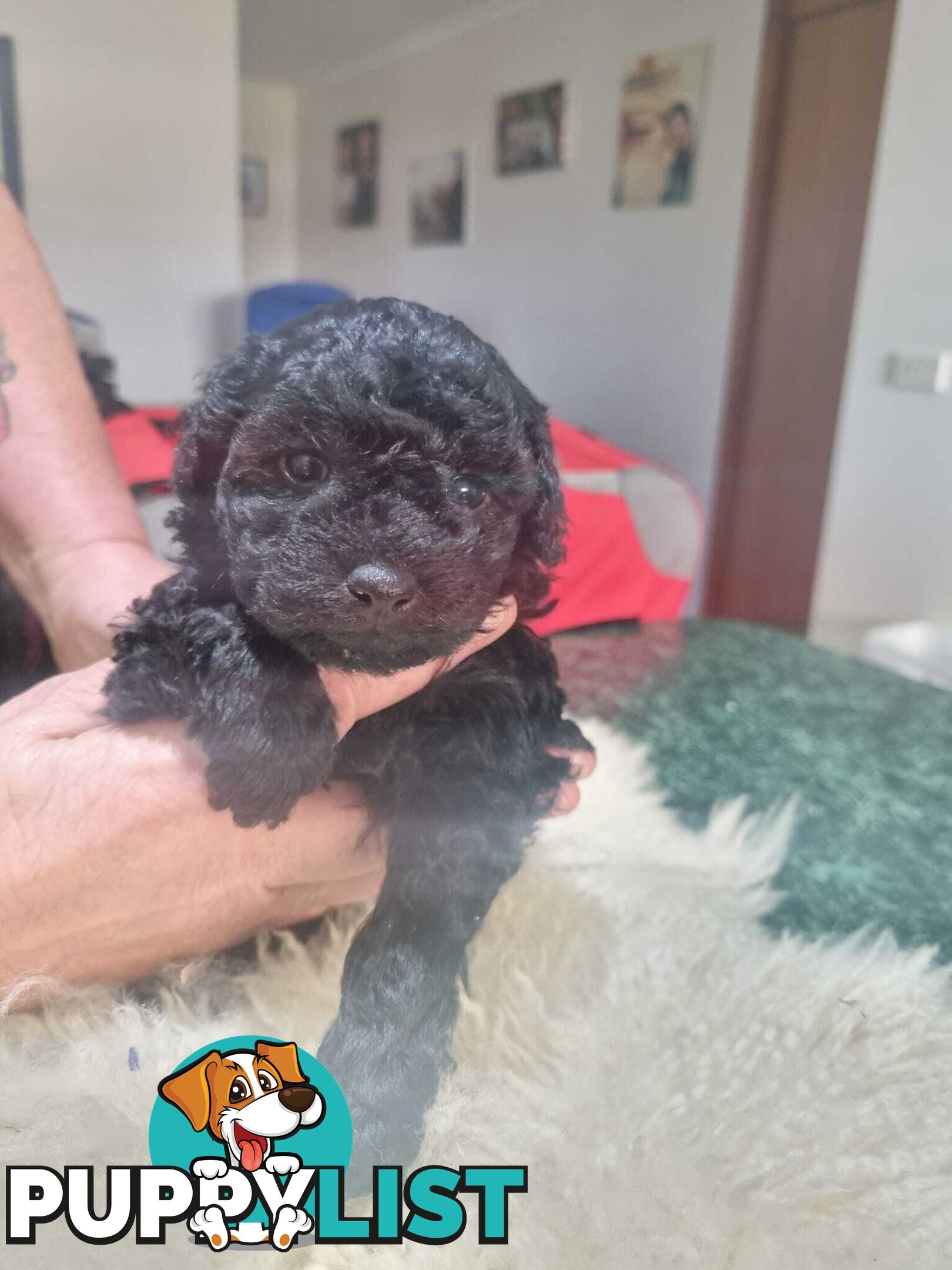 toy poodle puppies