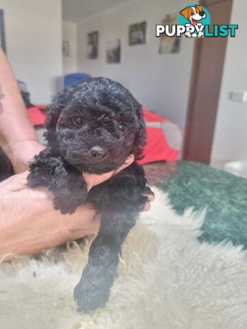 toy poodle puppies