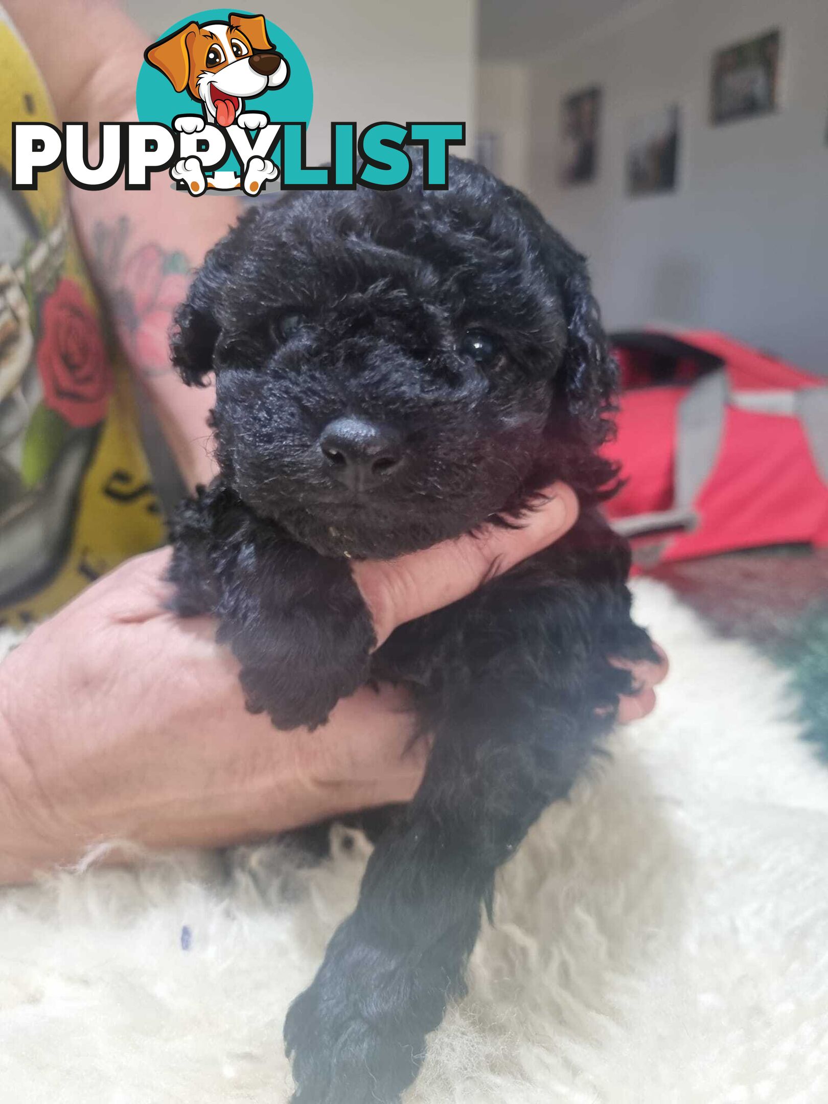 toy poodle puppies