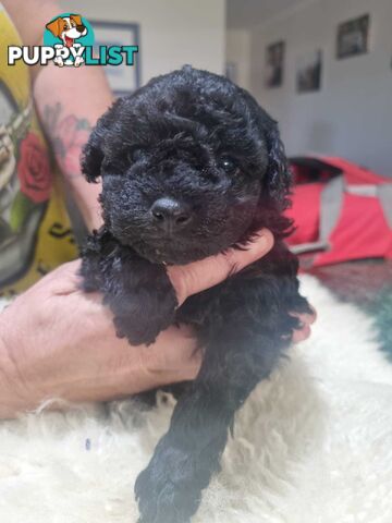 toy poodle puppies