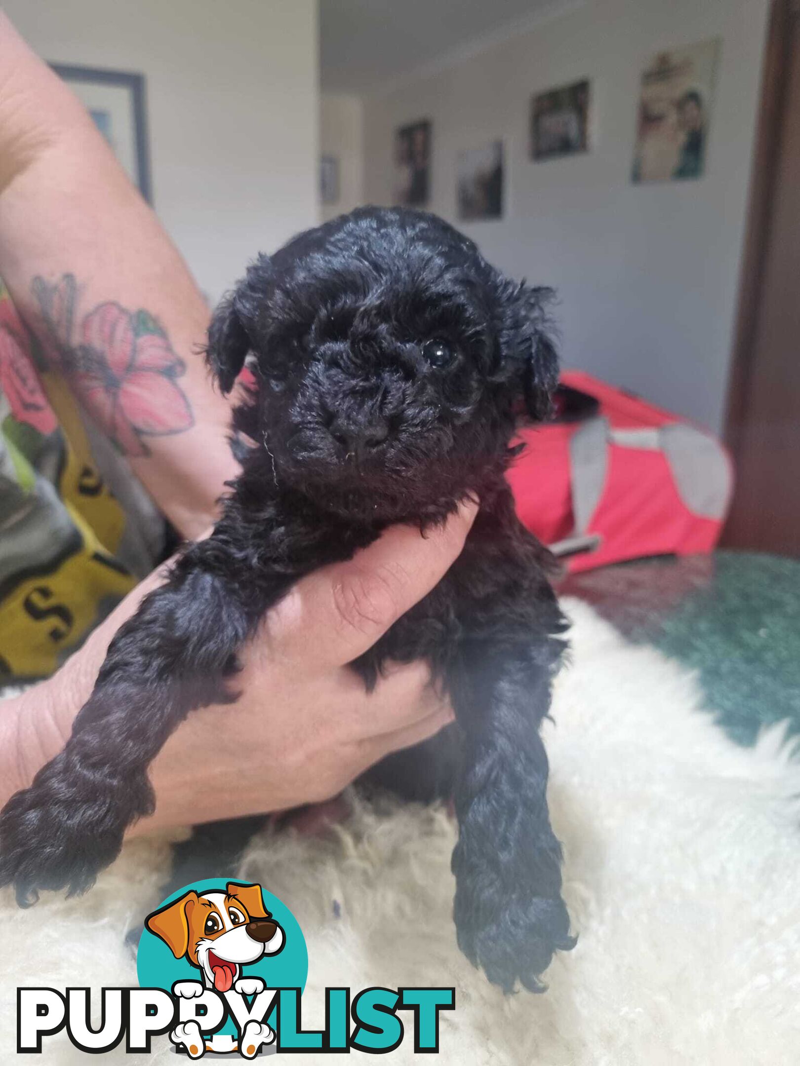 toy poodle puppies