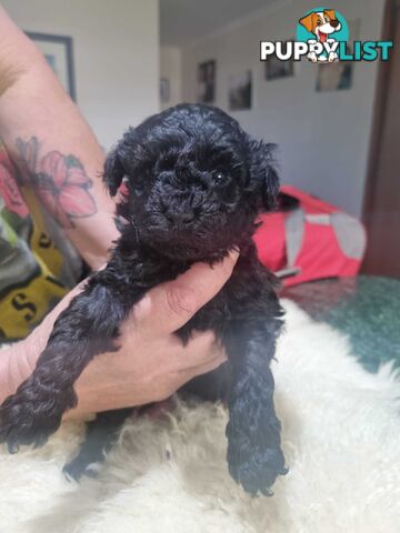 toy poodle puppies