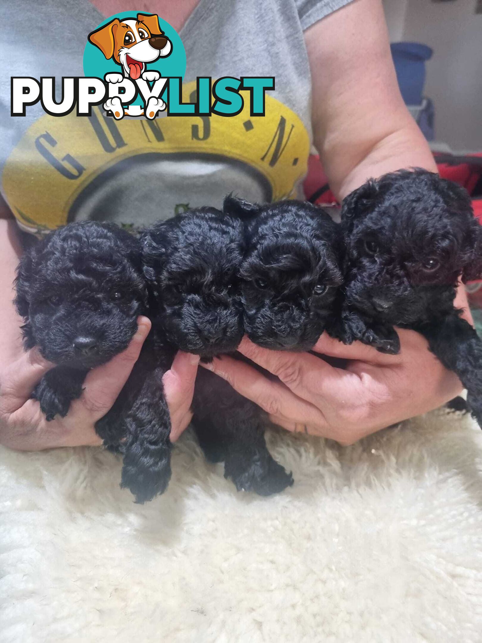 toy poodle puppies