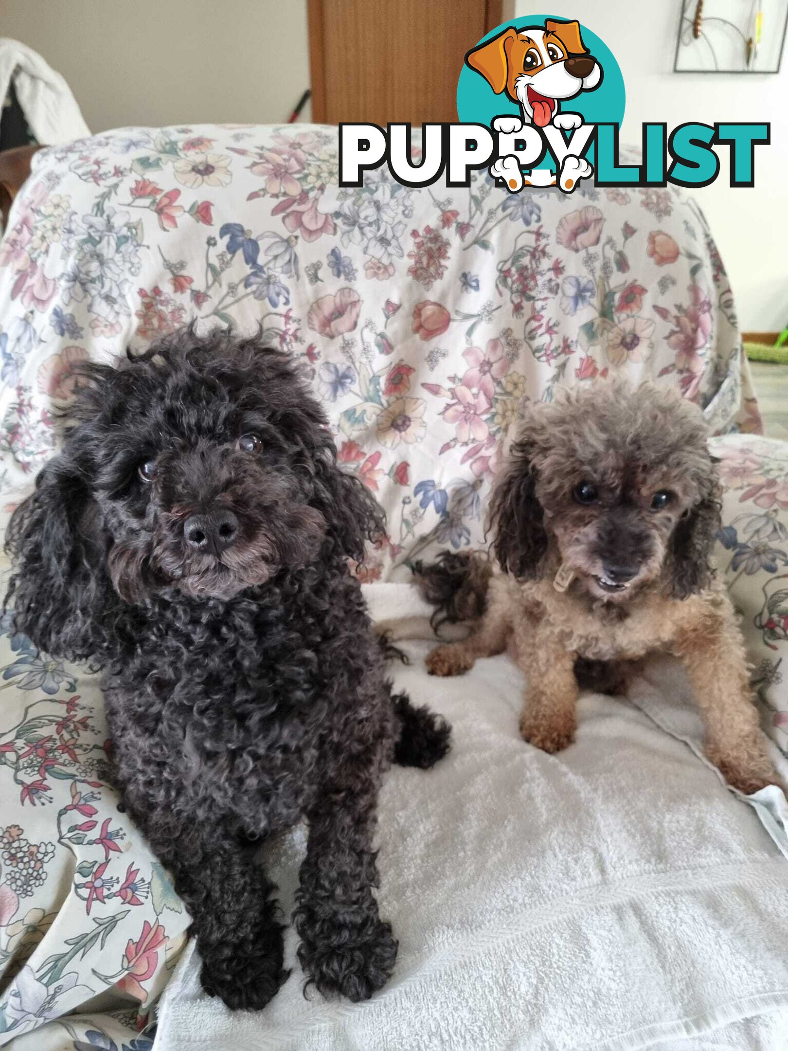 toy poodle puppies