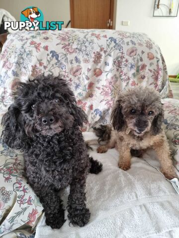 toy poodle puppies