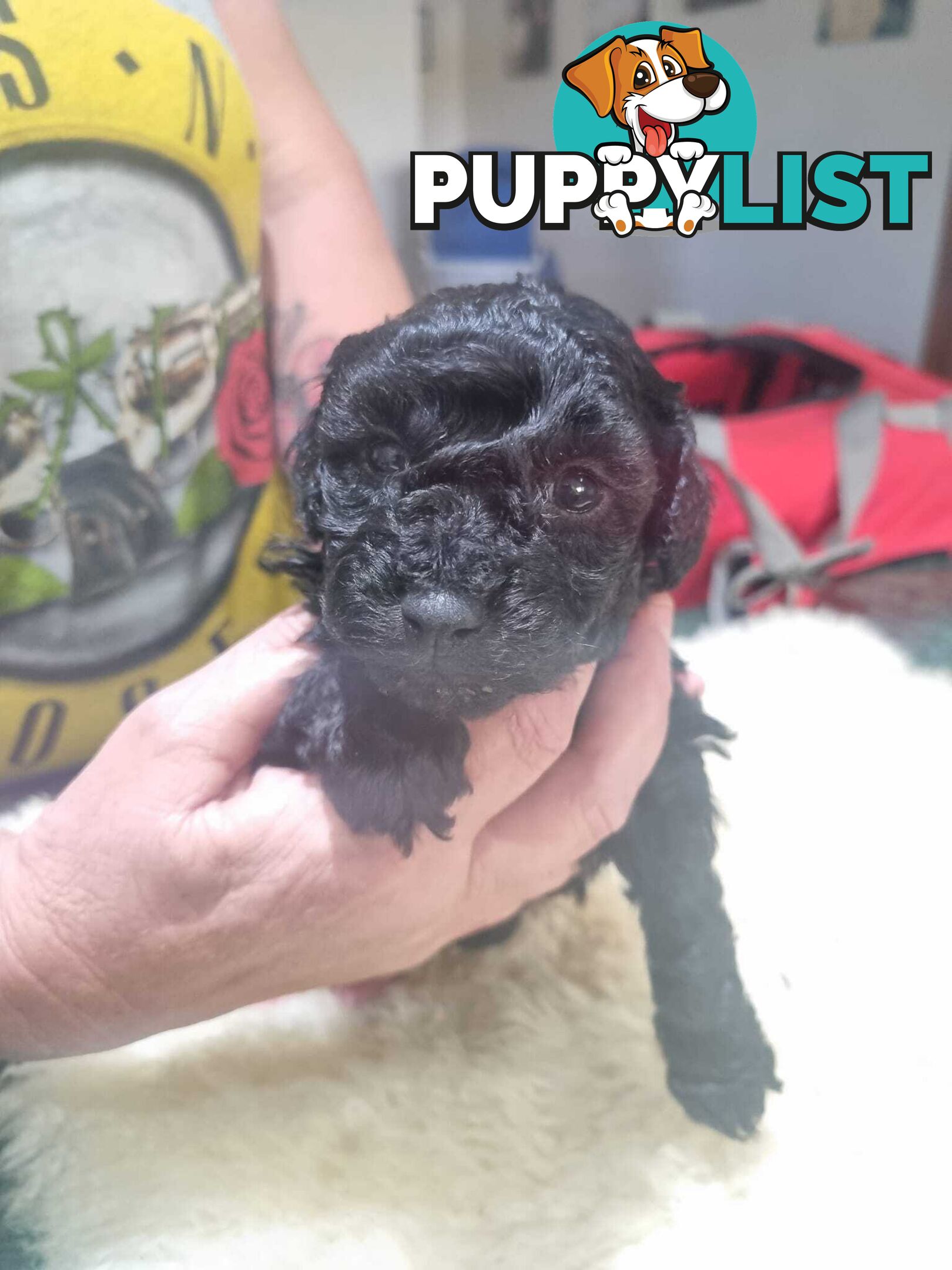 toy poodle puppies