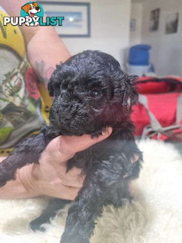 toy poodle puppies