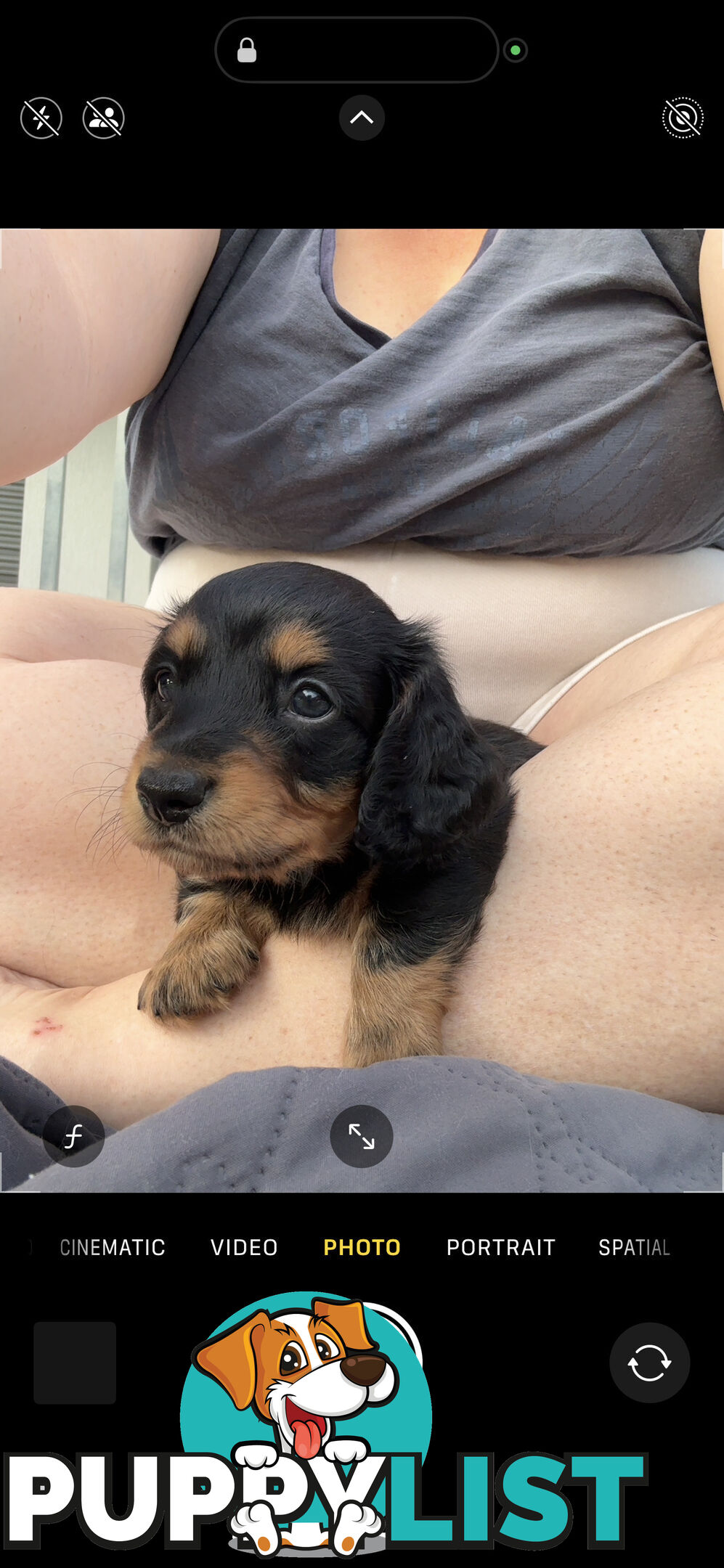 Mini Dachshunds Long Haired