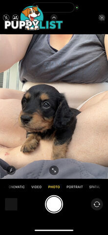 Mini Dachshunds Long Haired