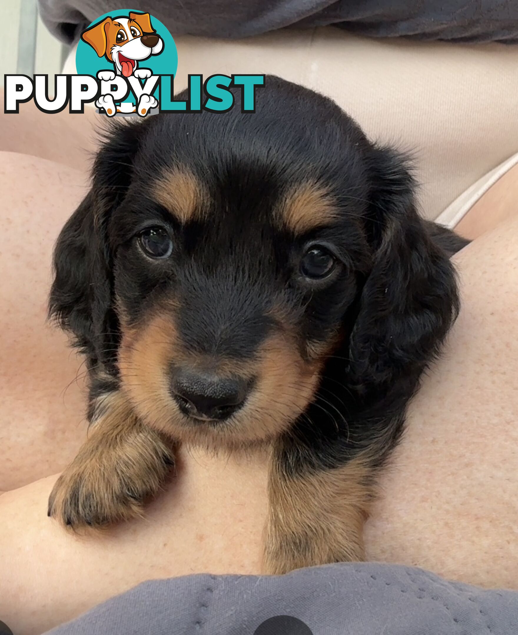 Mini Dachshunds Long Haired