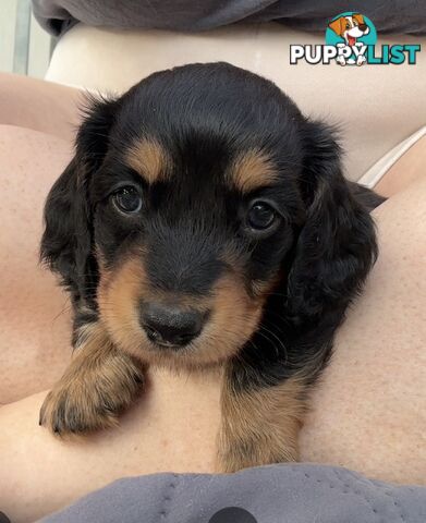 Mini Dachshunds Long Haired