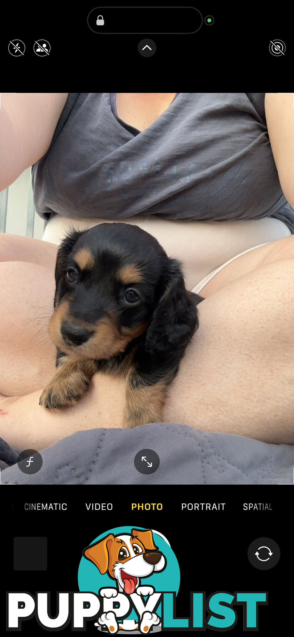 Mini Dachshunds Long Haired