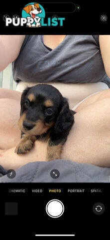 Mini Dachshunds Long Haired