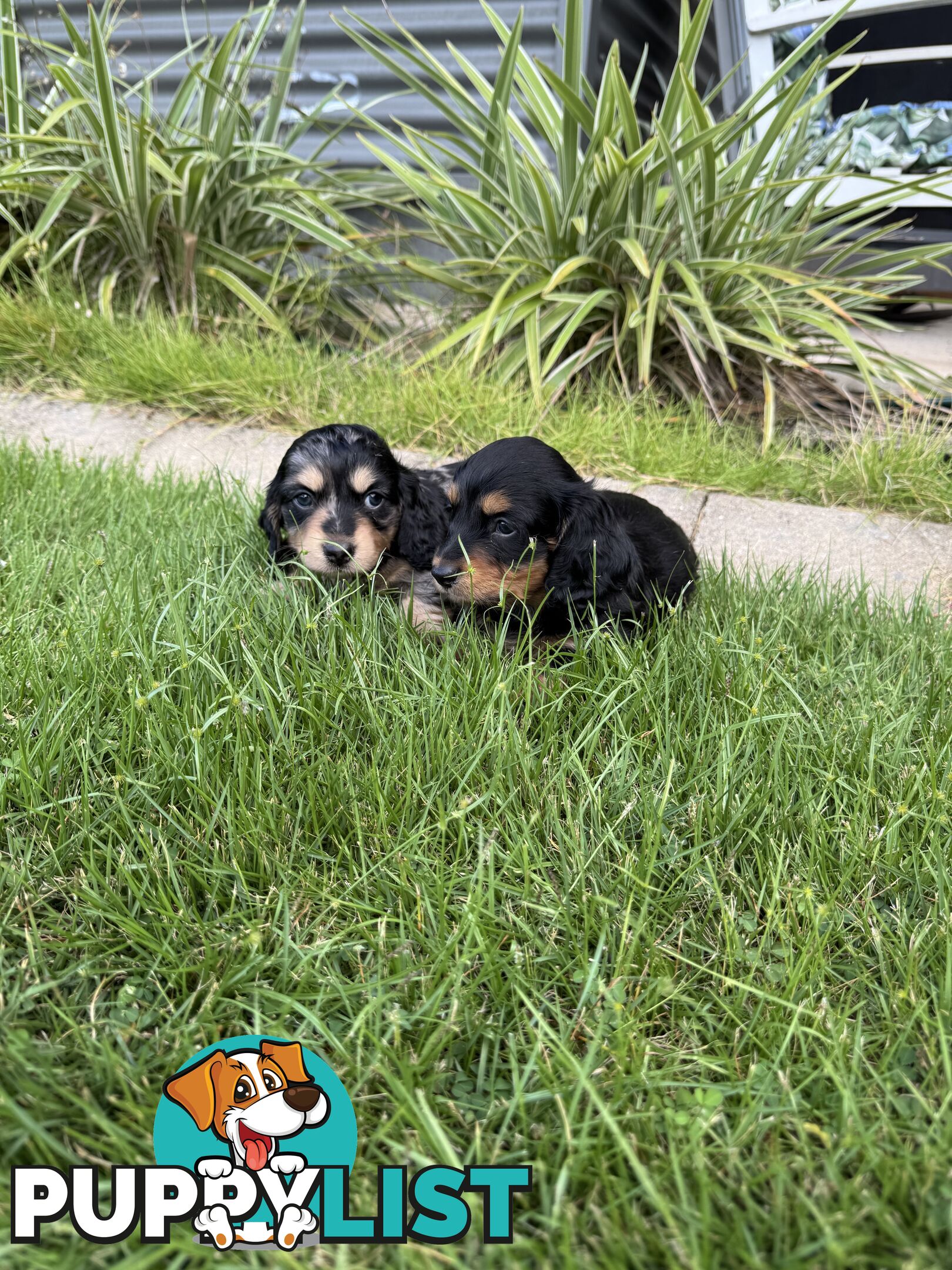 Mini Dachshunds Long Haired