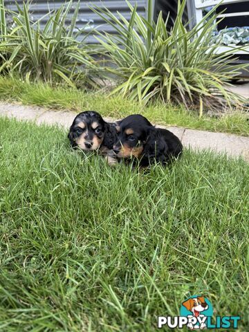 Mini Dachshunds Long Haired
