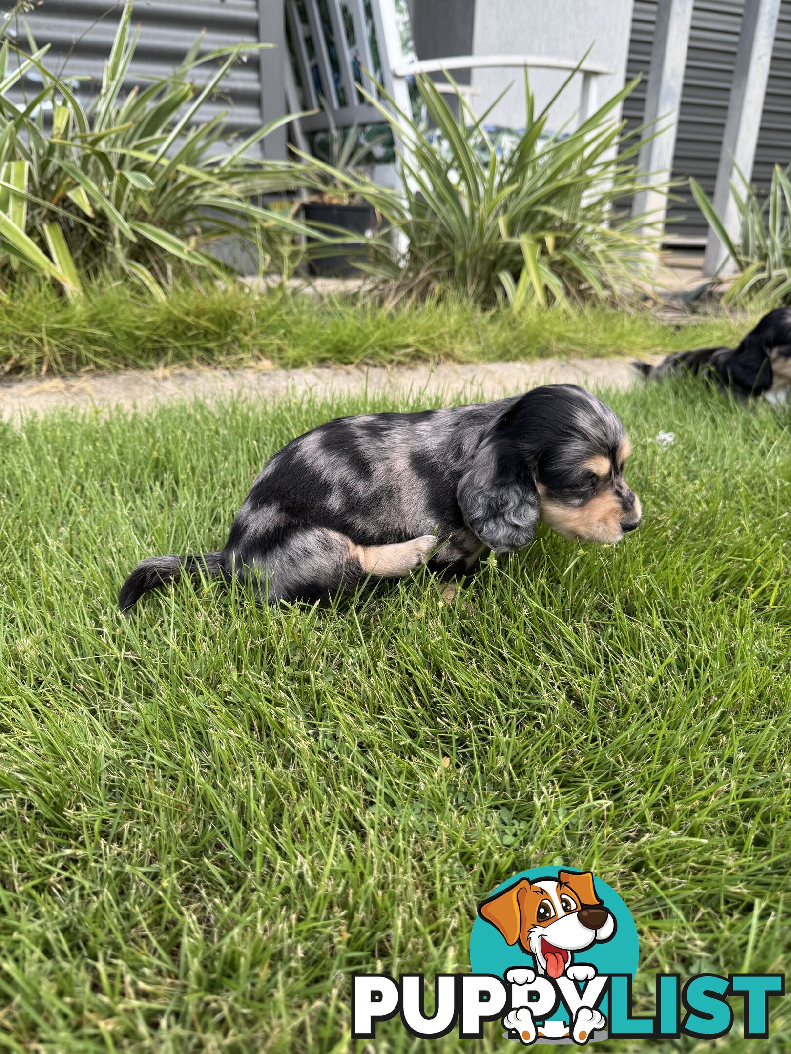 Mini Dachshunds Long Haired