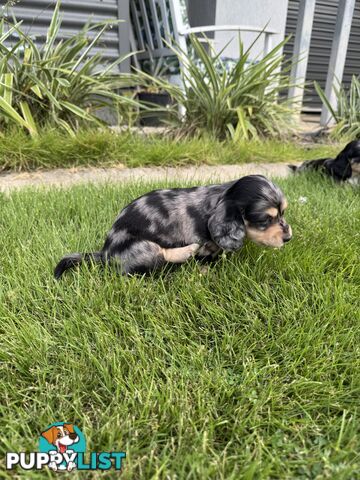 Mini Dachshunds Long Haired
