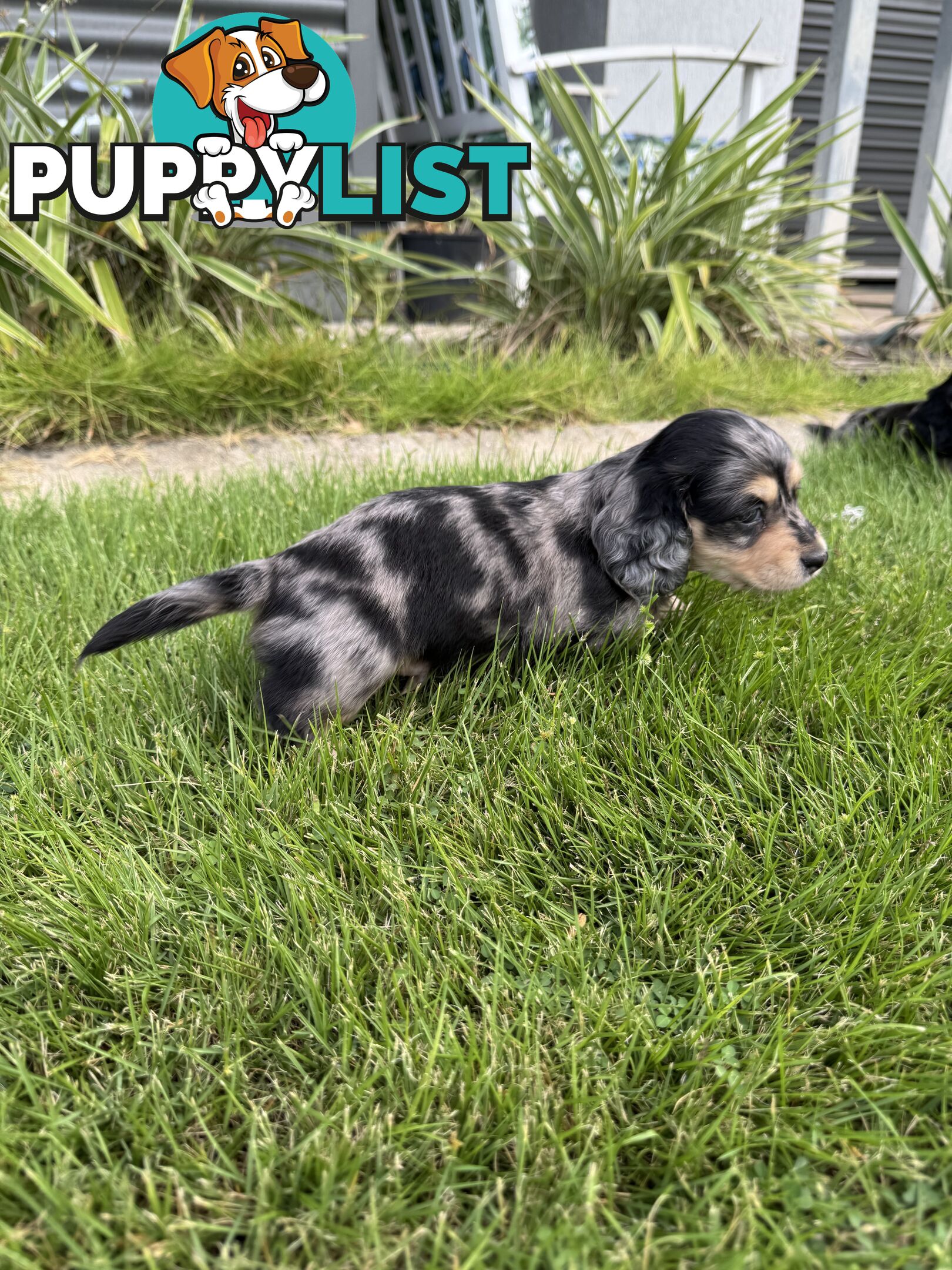 Mini Dachshunds Long Haired