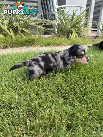Mini Dachshunds Long Haired